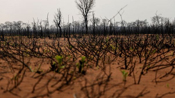 Esők oltották el a két hónapja pusztító erdőtüzeket Bolíviában Esők oltották el a két hónapja pusztító erdőtüzeket Bolíviában