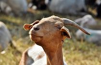 Not kidding: Goats outnumber humans 12-to-1 on this Greek island