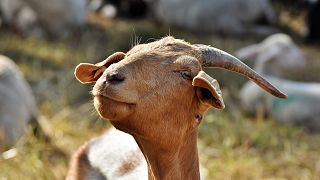 Not kidding: Goats outnumber humans 12-to-1 on this Greek island