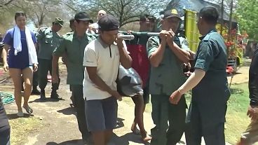 Bali: 4 Delfine aus Hotelpool gerettet, 1 Delfin tot