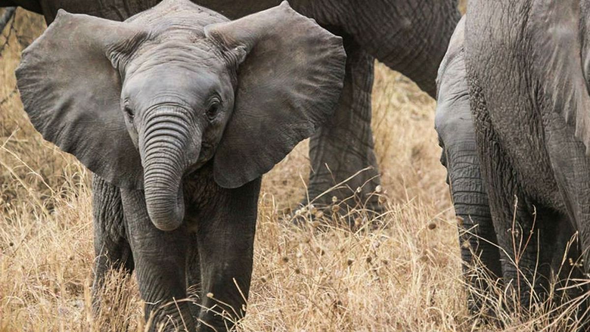 Tayland'da şelaleden düşüp ölen fillerin sayısı 11'e yükseldi