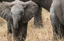 Tayland'da şelaleden düşüp ölen fillerin sayısı 11'e yükseldi