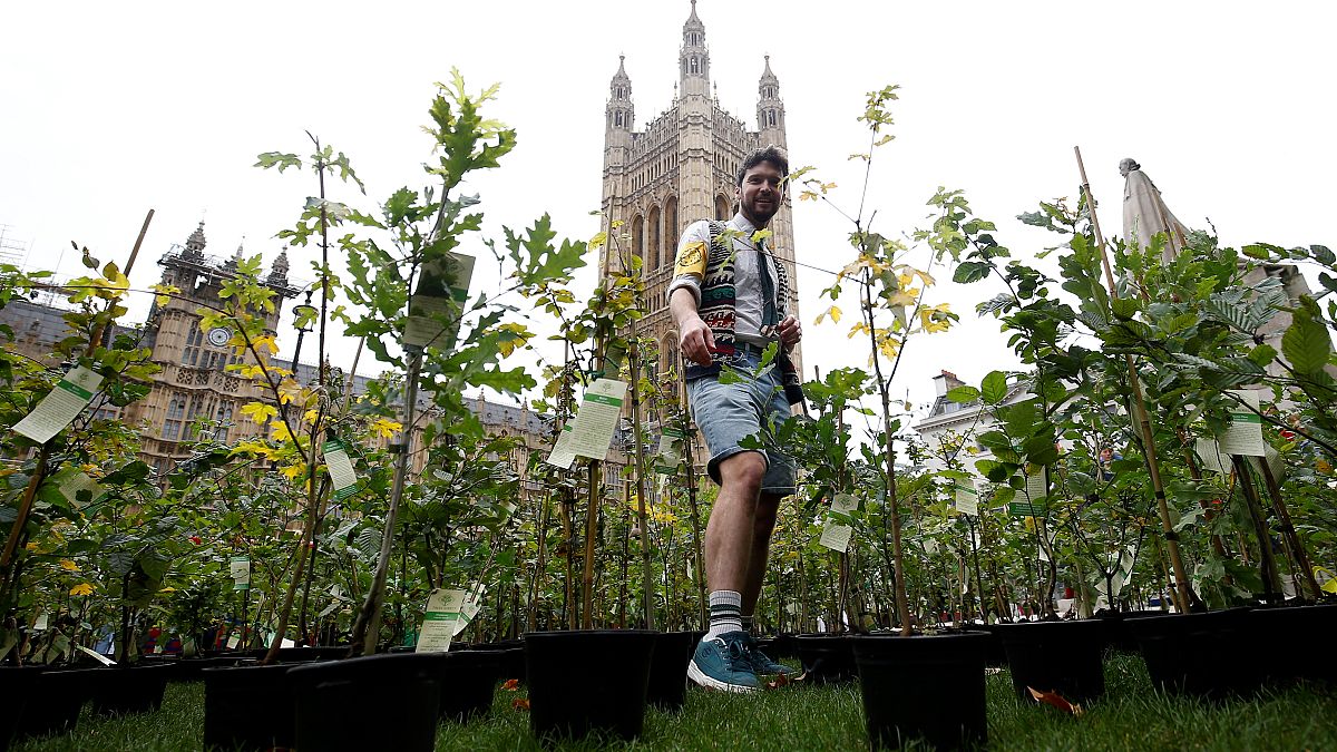Extinction Rebellion activists plant trees outside UK parliament