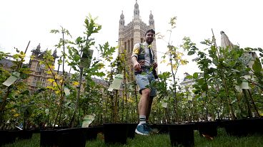 Extinction Rebellion activists plant trees outside UK parliament