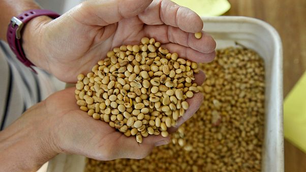 Soybean crops Soybean crops