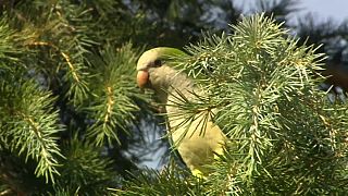 Madrid to curb exploding parakeet population using 'humane' method