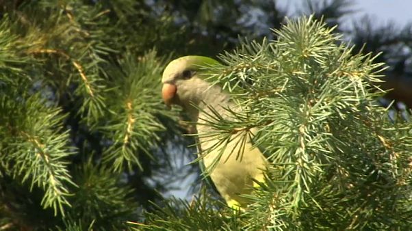 Madrid to curb exploding parakeet population using 'humane' method Madrid to curb exploding parakeet population using 'humane' method