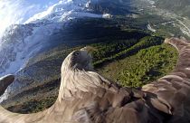 Chamonix: Victor the eagle, witness of climate change