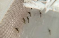 Malaria: Noch nicht genug Fortschritt