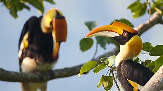 شاهد: عشرات طيور أبو قرن تغطي في أسراب سماء محمية تونبيغوان الصينية