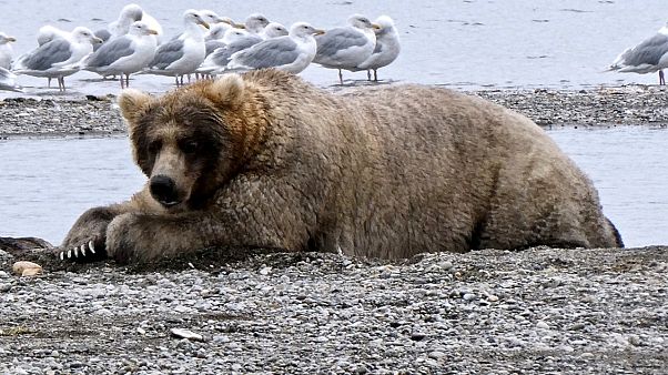 17.000 Klicks: Alaska krönt "Holly" zur "Königin der fetten Bären" 17.000 Klicks: Alaska krönt "Holly" zur "Königin der fetten Bären"