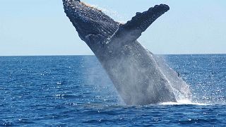 Dead whale found in Thames river was struck by ship, scientists say