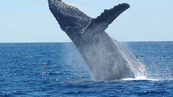 Dead whale found in Thames river was struck by ship, scientists say Dead whale found in Thames river was struck by ship, scientists say