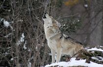 EU’s top court upholds the protection of Finnish wolves