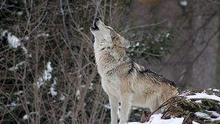 EU’s top court upholds the protection of Finnish wolves