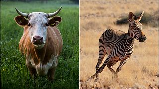 دراسة: طلاء الأبقار كالحمار الوحشي يحمي البيئة ويوفر مليارات الدولارات
