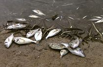 Espagne : des centaines de poissons morts stagnent à la surface de la Mar Menor
