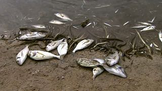 Desastre ecológico en el Mar Menor, donde han aparecido miles de peces muertos o moribundos