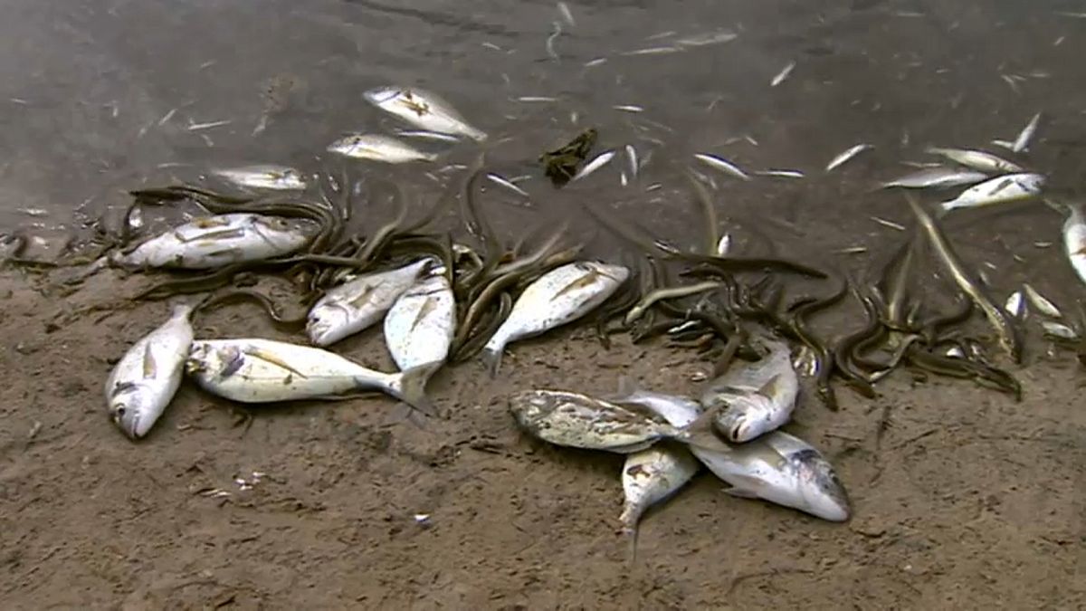 Tod in der Lagune: Fischsterben nach schweren Unwettern