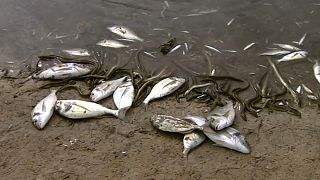 Tod in der Lagune: Fischsterben nach schweren Unwettern