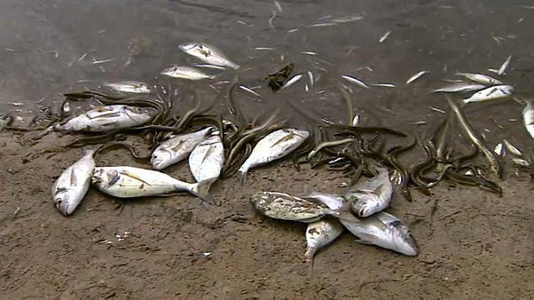Tod in der Lagune: Fischsterben nach schweren Unwettern Tod in der Lagune: Fischsterben nach schweren Unwettern