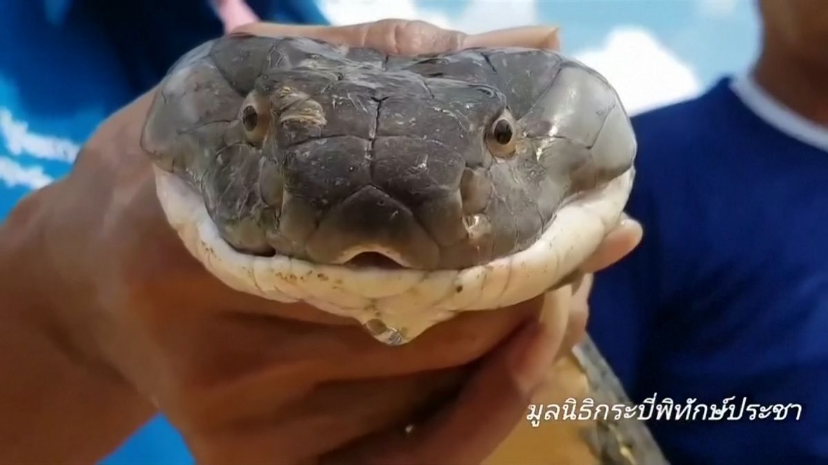 Tayland’da 4 metre uzunluğunda kobra, turistik kasabadaki kanalizasyonda yakalandı