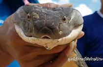 Un cobra royal adulte de quatre mètres capturé en Thaïlande