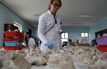 Afeganistão restaura peças budistas destruídas pelos talibãs