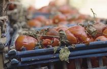 Túl sok az élelmiszerhulladék a világon