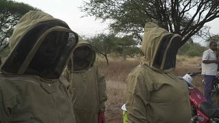 Watch: Bee-keeping scheme transforms landscapes and women's lives