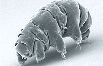 ما هو الكائن الذي نجا من تحطم مركبة فضاء إسرائيلية على سطح القمر؟