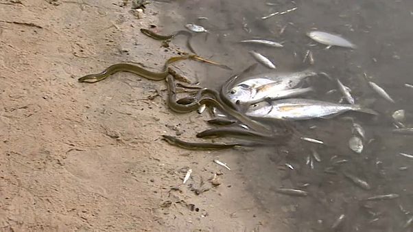 ¿Qué ha causado el mayor desastre ecológico del Mar Menor? ¿Qué ha causado el mayor desastre ecológico del Mar Menor?