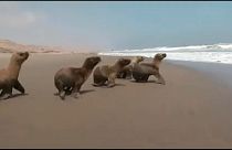 Hat fiatal oroszlánfóka térhetett vissza az óceánba