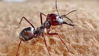 Αυτό είναι το πιο γρήγορο...μυρμήγκι στον κόσμο
