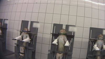 Distressing footage: Animal cruelty activist films undercover at German testing laboratory 