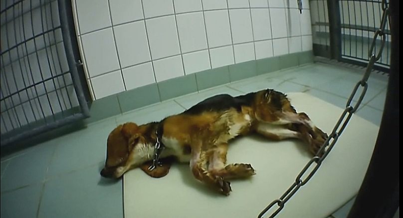 Distressing footage: Animal cruelty activist films undercover at German  testing laboratory | Euronews