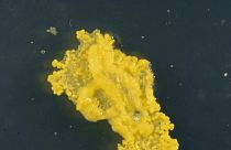 شاهد: كائن غريب لا يمتلك دماغا يحير العلماء بذكائه وسلوكه 