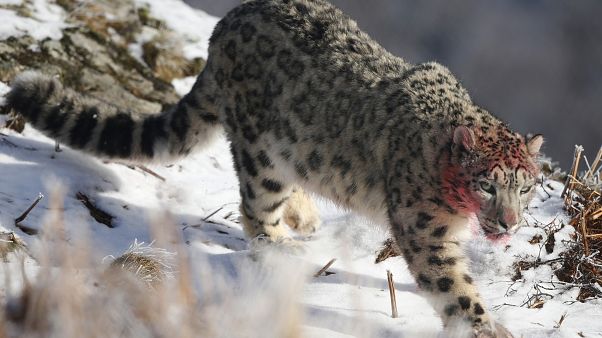 Un leopardo de las nieves camina en su recinto en el RZSS Highland Wildlife Park cerca de Kincraig, Escocia. Un leopardo de las nieves camina en su recinto en el RZSS Highland Wildlife Park cerca de Kincraig, Escocia.