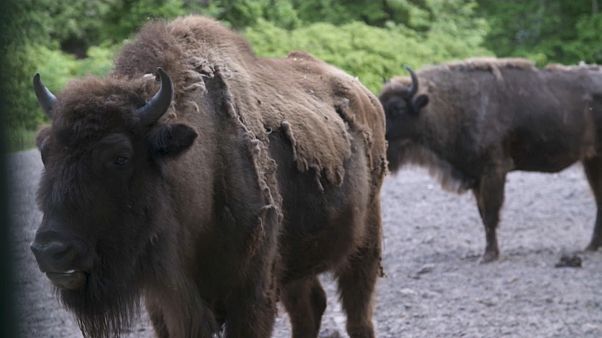 Il ritorno nel Caucaso del bisonte europeo. Un progetto del Wwf per salvare la specie Il ritorno nel Caucaso del bisonte europeo. Un progetto del Wwf per salvare la specie