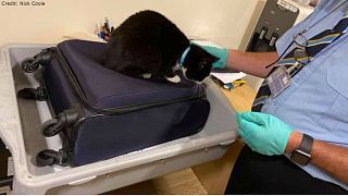 Fur real? UK couple held at airport security after cat climbs in luggage bound for New York