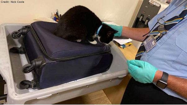 Sie versteckt sich gerne: Katze Candy wäre fast mit in den Urlaub gereist. Sie versteckt sich gerne: Katze Candy wäre fast mit in den Urlaub gereist.