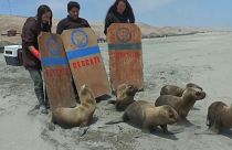 Seis lobos marinos vuelven al océano en Perú 