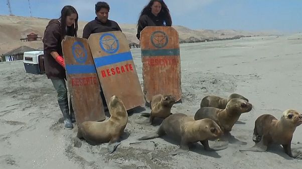 Seis lobos marinos vuelven al océano en Perú Seis lobos marinos vuelven al océano en Perú