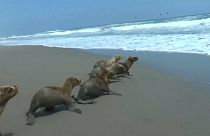 فيديو: إنقاذ 6 فقمات صغيرة وإعادتها إلى المحيط في بيرو