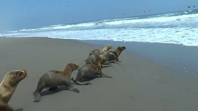 فيديو: إنقاذ 6 فقمات صغيرة وإعادتها إلى المحيط في بيرو