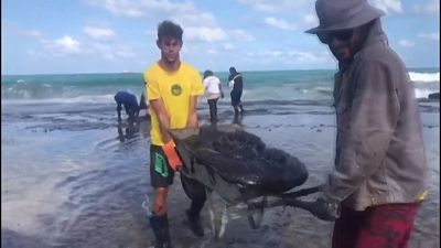 سواحل بکر برزیل با آلودگی‌های نفتی سیاه شدند