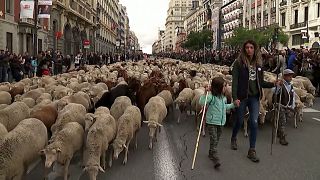 شاهد: قطعان من الغنم تحتل شوارع مدريد الأكثر شهرة