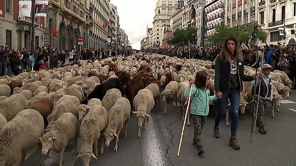 Овцы на марше в Мадриде Овцы на марше в Мадриде