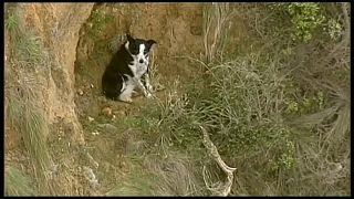 شاهد: عملية إنقاذ كلب علق على حافة منحدر في أستراليا