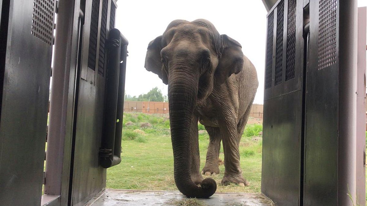Ελέφαντας μετά από δεκαετίες σε τσίρκα επιστρέφει στο φυσικό του περιβάλλον